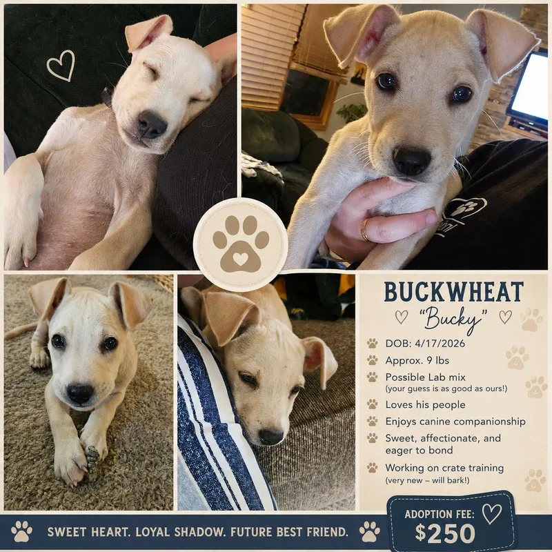 Buckwheat