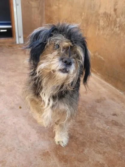 A senior small-sized male Havanese dog named Harry for adoption in Van Nuys, CA