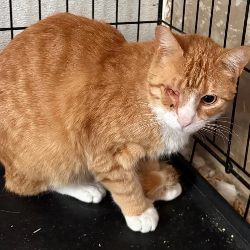An adult small-sized male Orange / Red Domestic Short Hair cat named One Eyed Bandit "Joe" for adoption in Yucaipa, CA