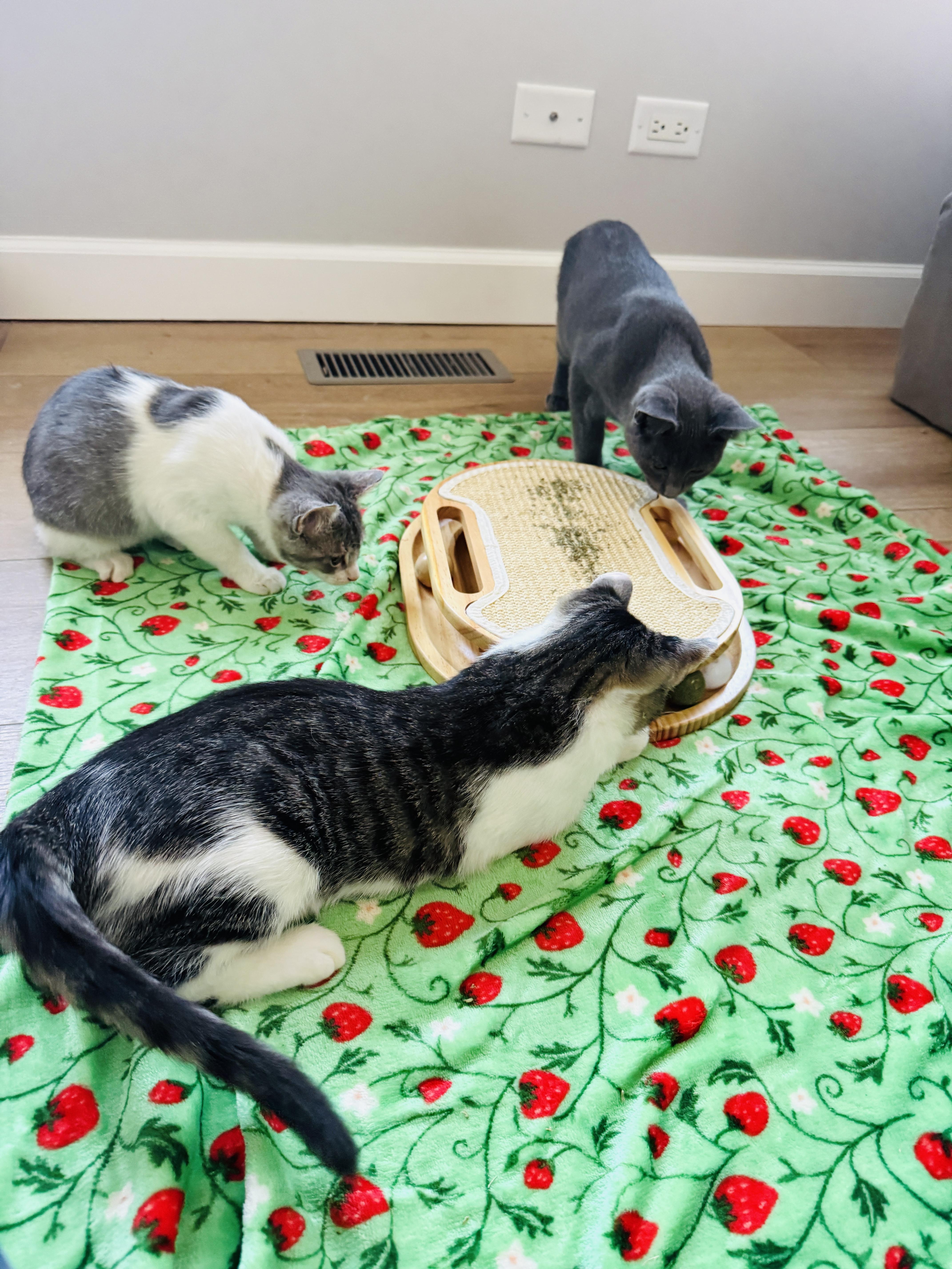 A young medium-sized male Tabby (Tiger Striped) Domestic Short Hair cat named Zeke for adoption in Chicago, IL
