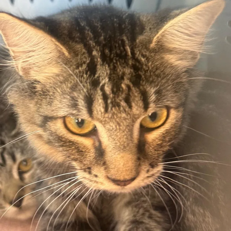 A young small-sized female Domestic Medium Hair cat named Mission for adoption in Brea, CA