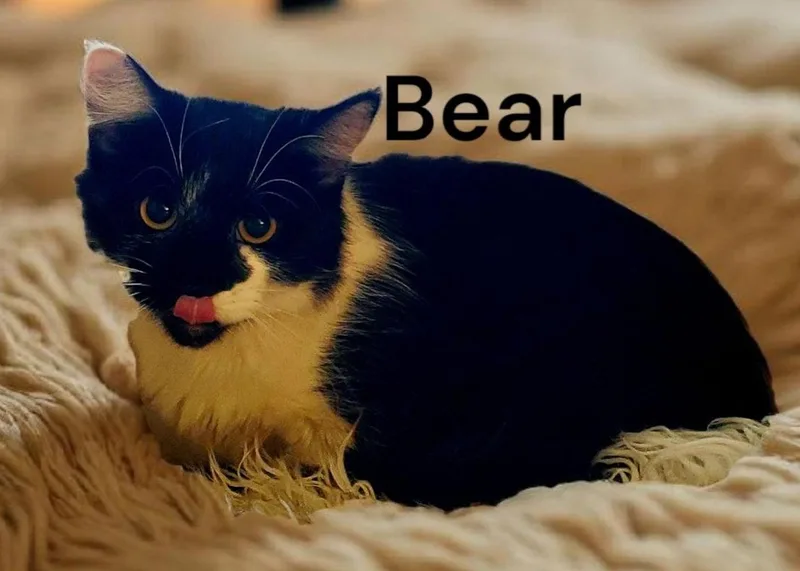 Bear