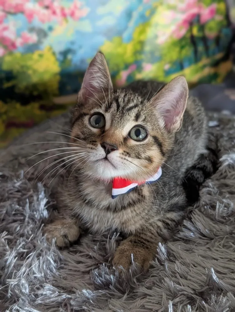 A baby small-sized male Domestic Short Hair cat named Raphael for adoption in Fremont, CA
