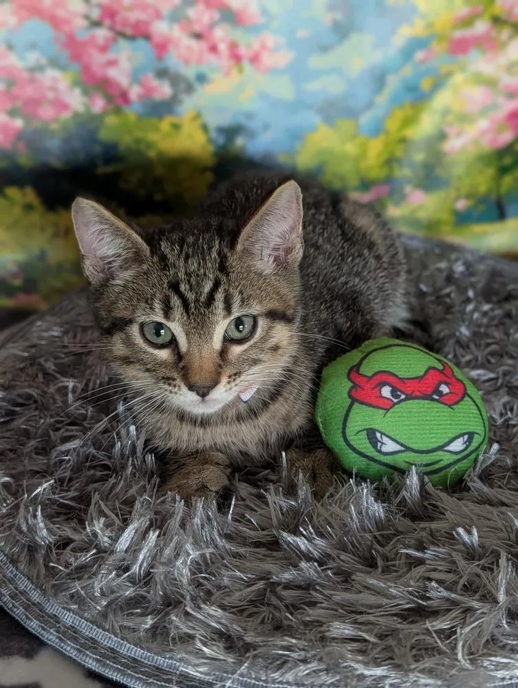 Raphael thumbnail 3