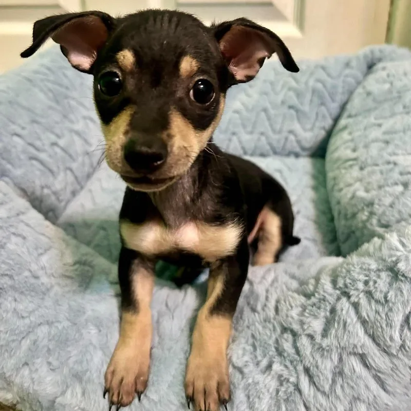 A baby small-sized female Black Chihuahua dog named Merida for adoption in Fort Worth, TX