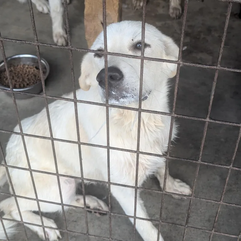 A young medium-sized female White / Cream Great Pyrenees dog named Chili for adoption in Birmingham, AL