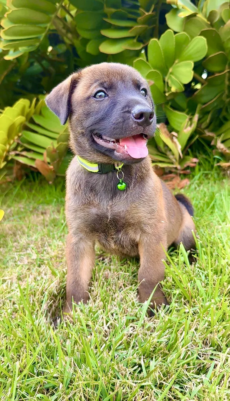 Brownie  Cute As