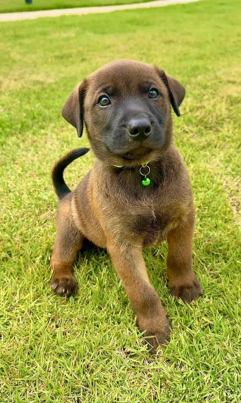 Brownie  Cute As thumbnail 2