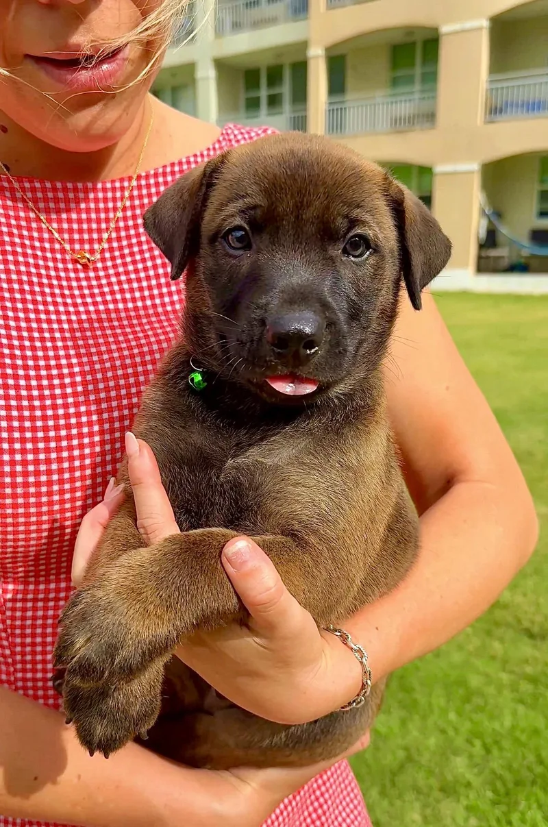 Brownie  Cute As thumbnail 3
