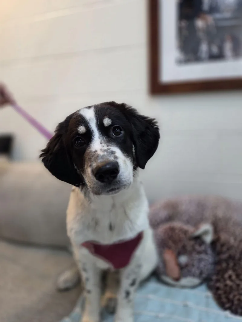 A baby medium-sized female Great Pyrenees dog named Paisley for adoption in TULSA, OK