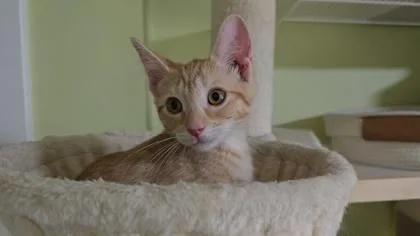 A baby small-sized female Domestic Short Hair cat named Widget for adoption in Washington, DC