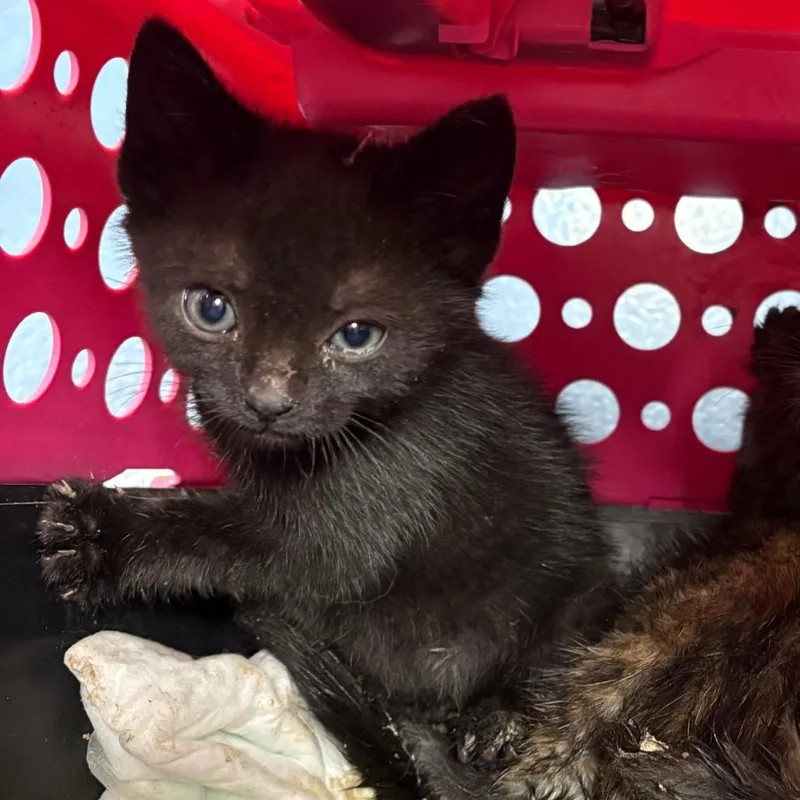 A baby small-sized male Tortoiseshell Domestic Short Hair cat named Haunted Mansion for adoption in Greensboro, NC