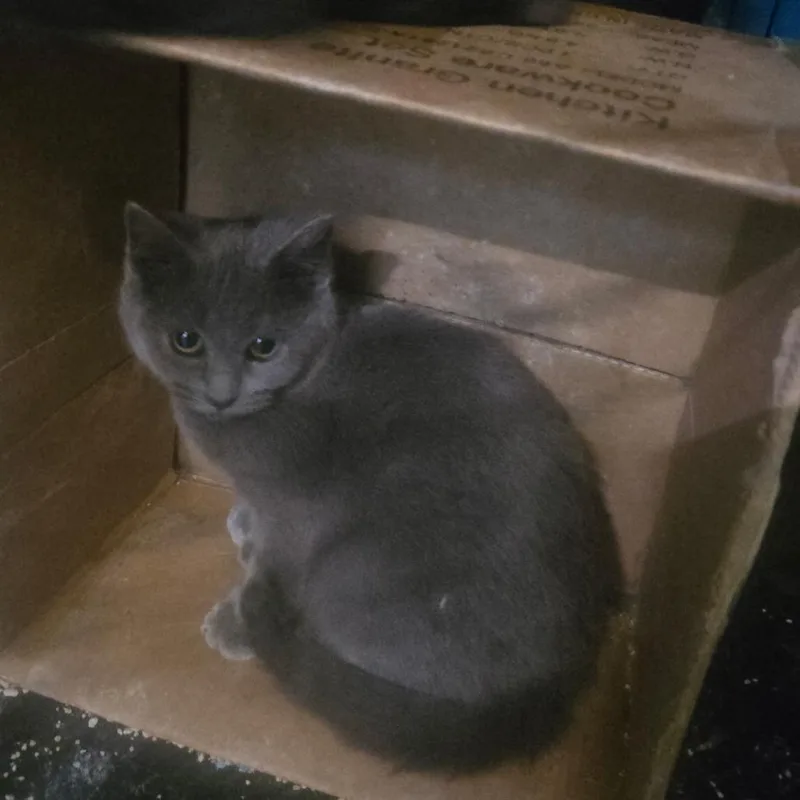 A young small-sized female Gray / Blue / Silver Russian Blue cat named Nakita for adoption in Ringtown, PA