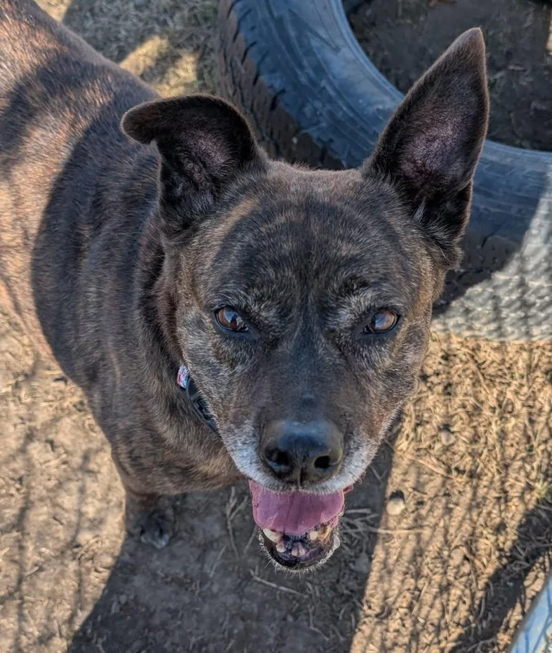 An adult medium-sized female Mixed Breed dog named Opal for adoption in Davenport, IA