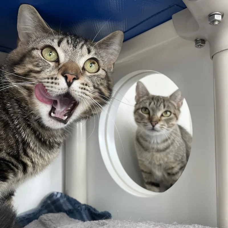 A young large-sized male Brown / Chocolate Domestic Short Hair cat named Zeus for adoption in Warwick, RI