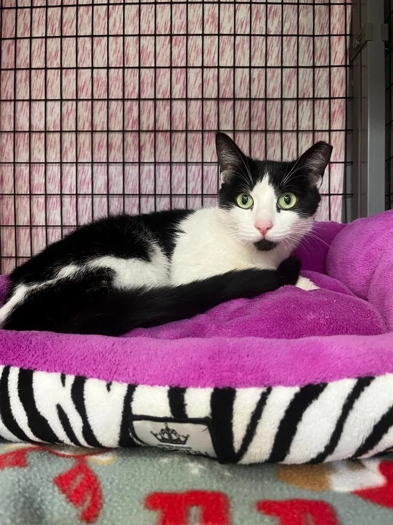 An adult small-sized female Domestic Short Hair cat named Leah for adoption in Grants Pass, OR