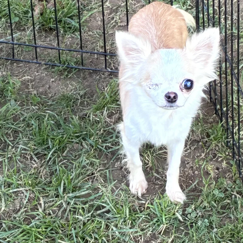 A baby small-sized female White / Cream Chihuahua dog named Amber for adoption in Lincoln University, PA