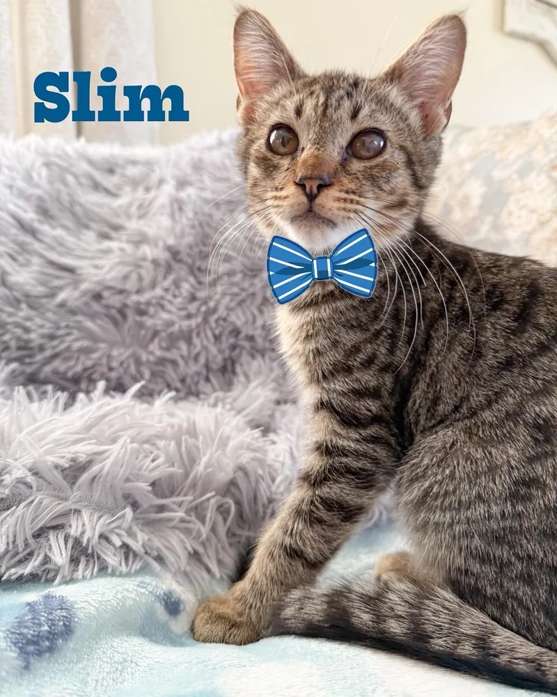 A baby medium-sized male Domestic Short Hair cat named Slim for adoption in Toms River, NJ
