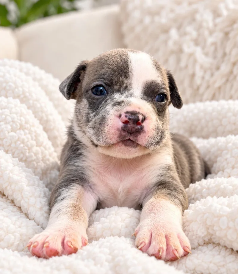 A baby medium-sized male English Bulldog dog named Evren for adoption in Corona, CA
