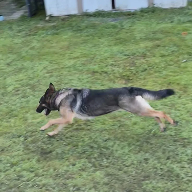 An adult large-sized female Bicolor German Shepherd Dog dog named Maddie for adoption in Clay City, KY