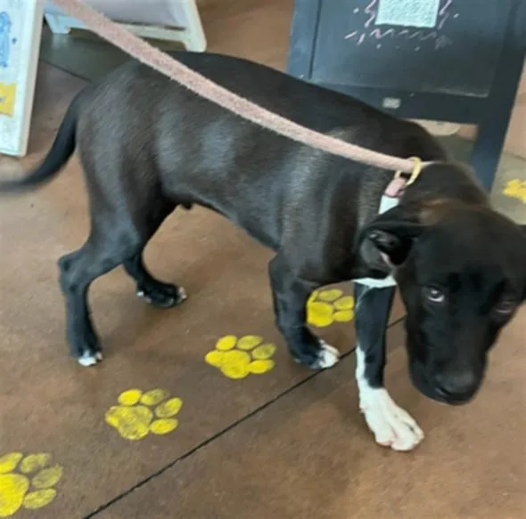 A young medium-sized male American Staffordshire Terrier dog named Patch for adoption in Van Nuys, CA