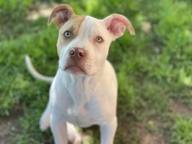 A young medium-sized male Pit Bull Terrier dog named Snow for adoption in Tulsa, OK
