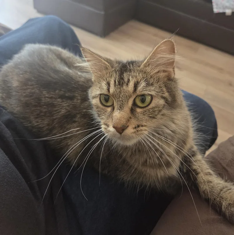 An adult medium-sized female Tabby (Brown / Chocolate) Domestic Short Hair cat named Miracle for adoption in Springfield, MO