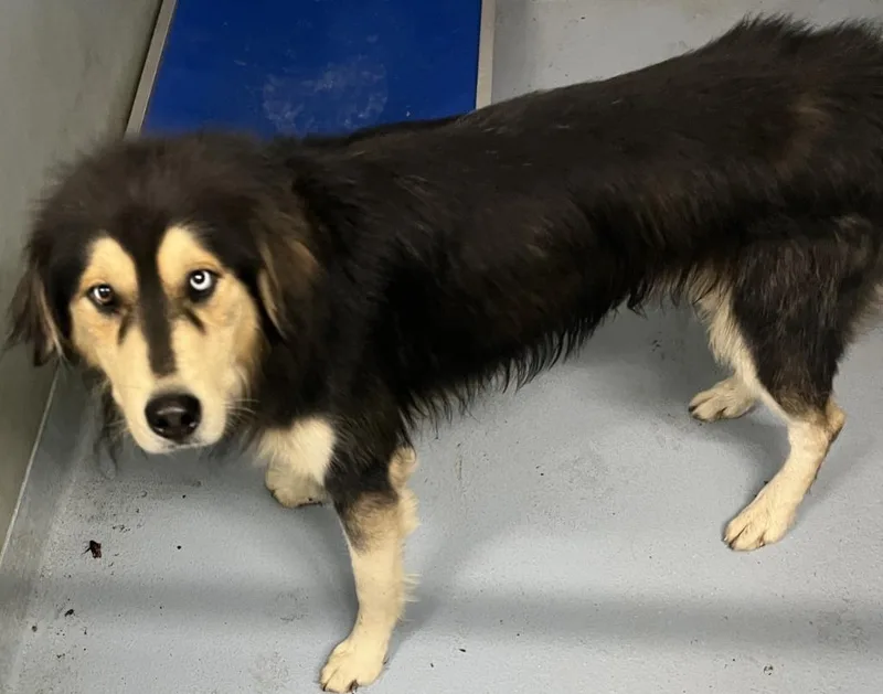 A young large-sized male Siberian Husky dog named Holden for adoption in Cartersville , GA