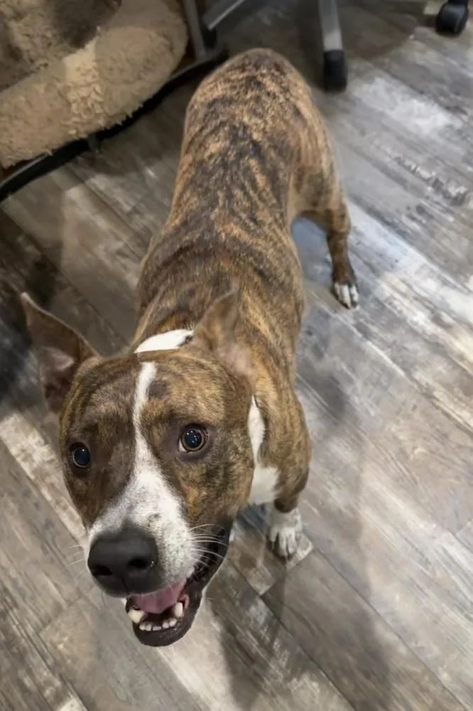 An adult medium-sized male Pit Bull Terrier dog named JoJo for adoption in Boston, MA
