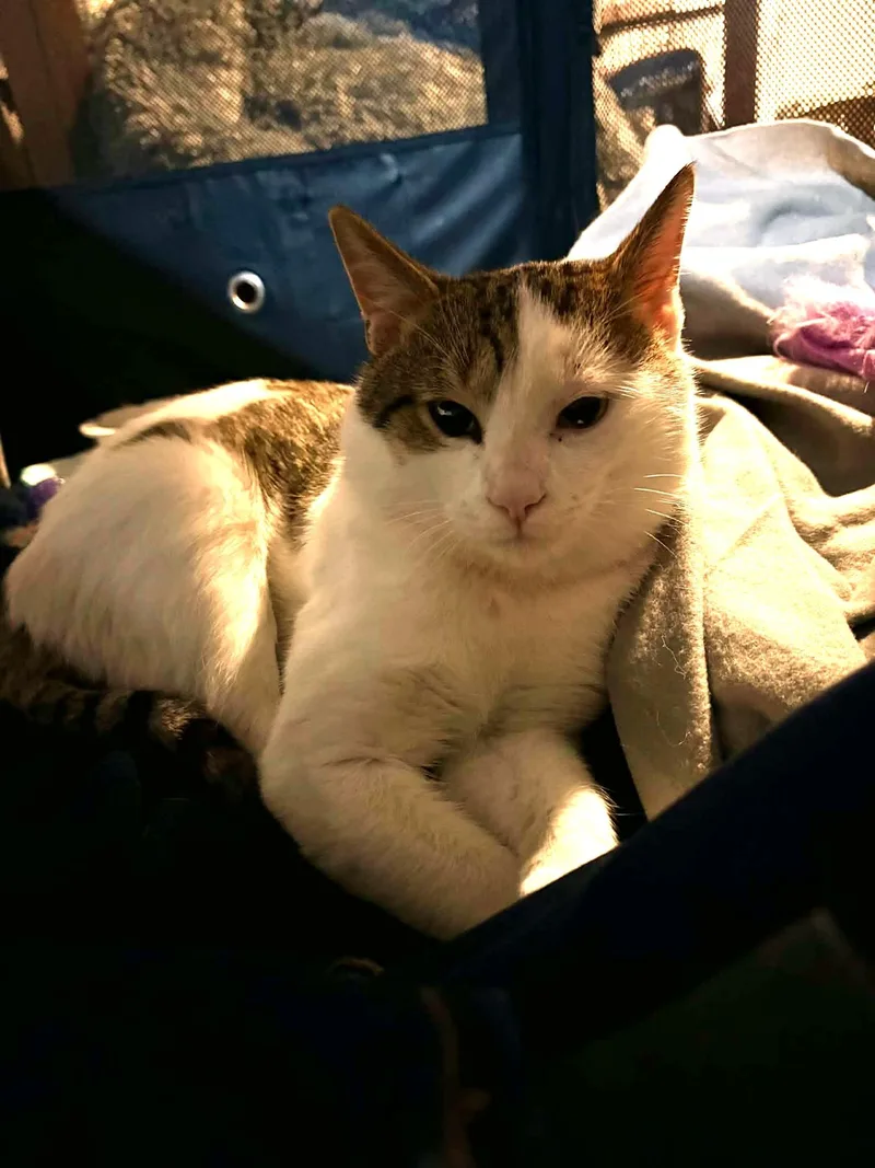 An adult medium-sized male Tabby (Brown / Chocolate) Domestic Short Hair cat named Enrique for adoption in Pittsburgh, PA
