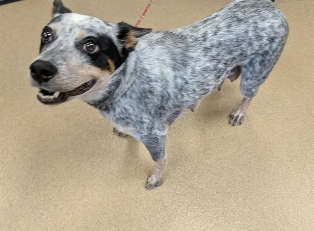 An adult medium-sized female Australian Cattle Dog / Blue Heeler dog named Pepper A for adoption in Plano, TX