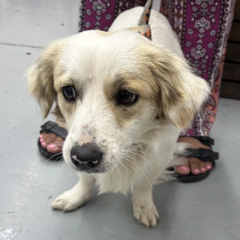 An adult small-sized male White / Cream Spaniel dog named Bennett for adoption in Point Richmond, CA