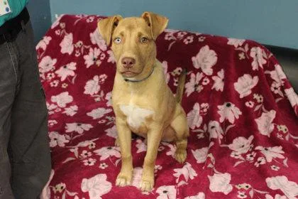 An adult large-sized male Catahoula Leopard Dog dog named Buddy for adoption in Kansas City, MO