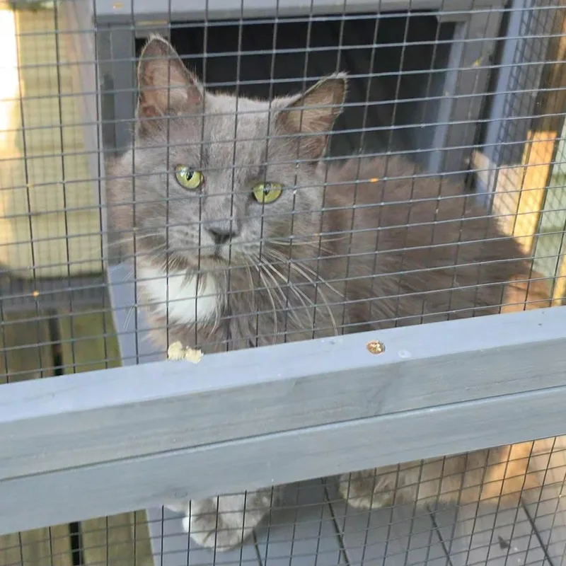A young medium-sized male Gray & White Domestic Long Hair cat named Clover for adoption in Mayfield, NY