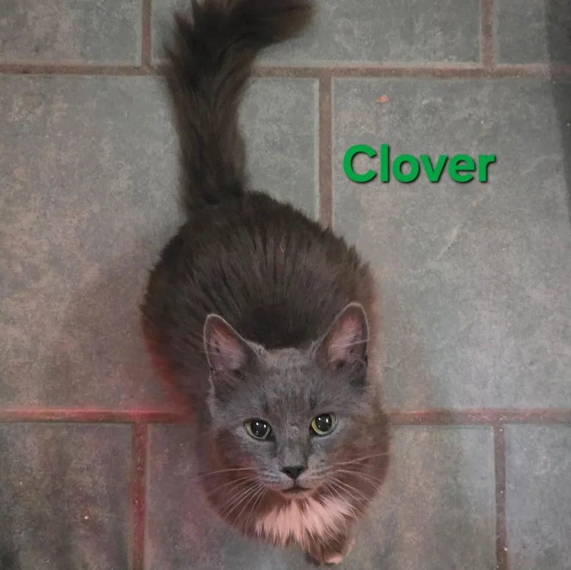 Clover thumbnail 4