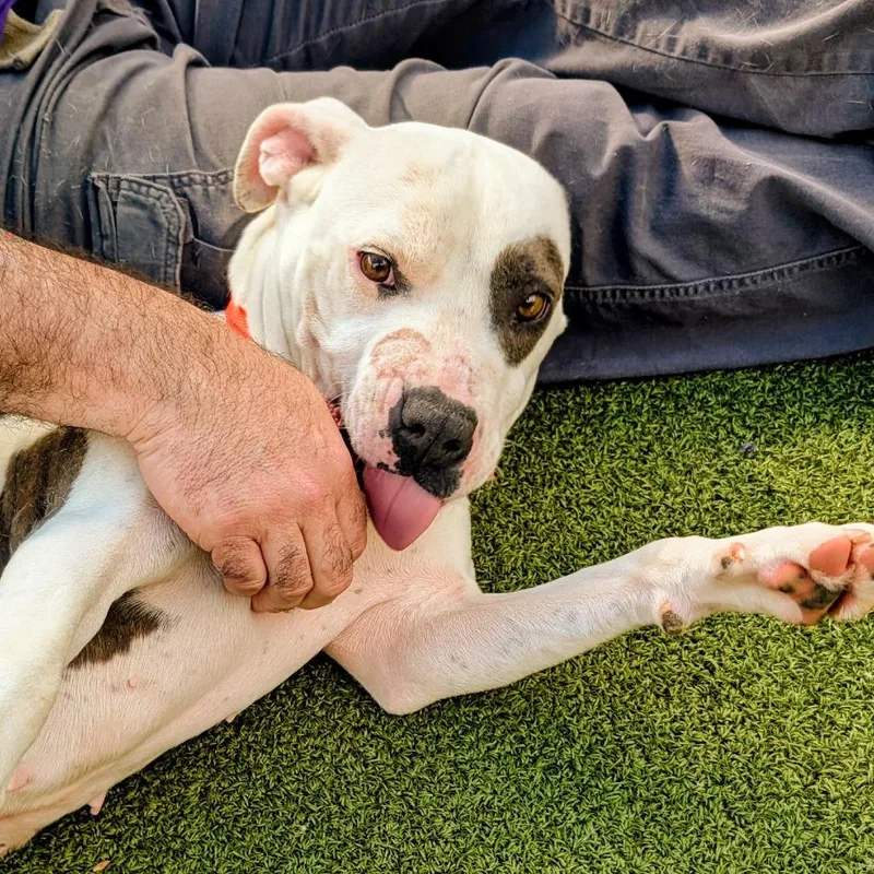 An adult medium-sized female White / Cream American Staffordshire Terrier dog named Princess for adoption in Greensboro, NC