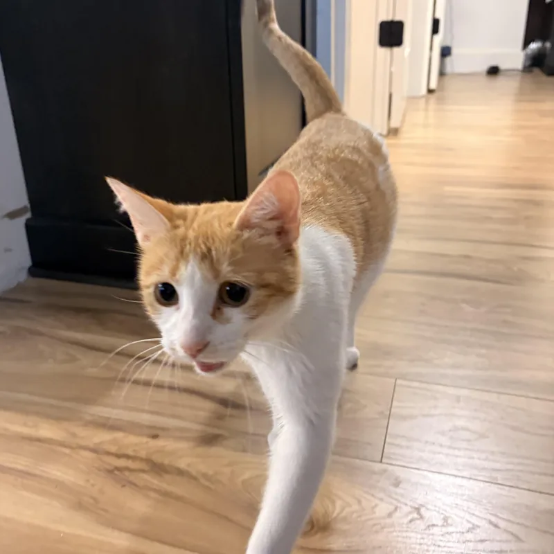 Precious thumbnail 2