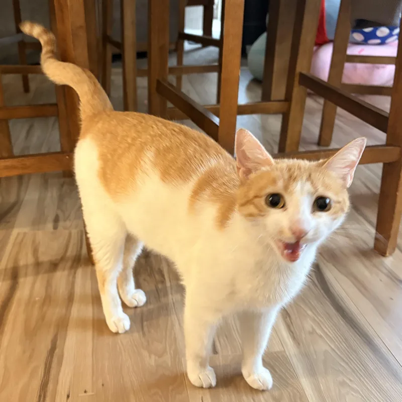 Precious thumbnail 3