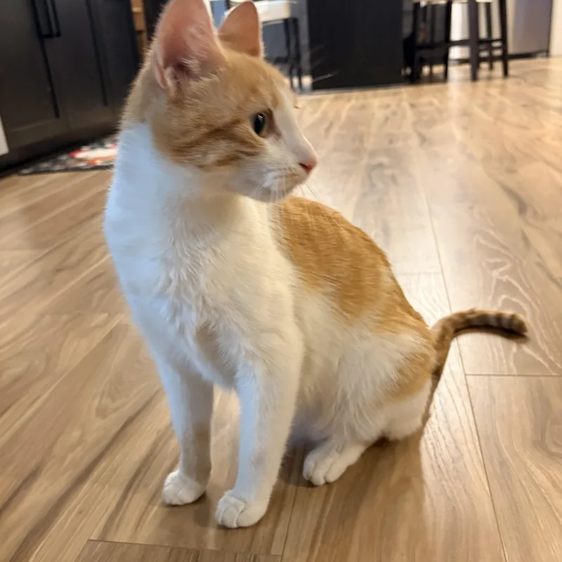 Precious thumbnail 4