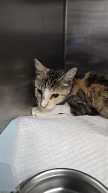 An adult small-sized female Domestic Short Hair cat named Holly for adoption in San Antonio, TX