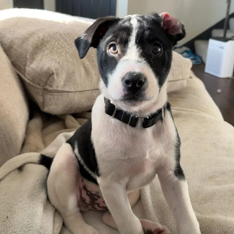 A baby medium-sized male White / Cream Mixed Breed dog named Panda for adoption in Olathe, KS