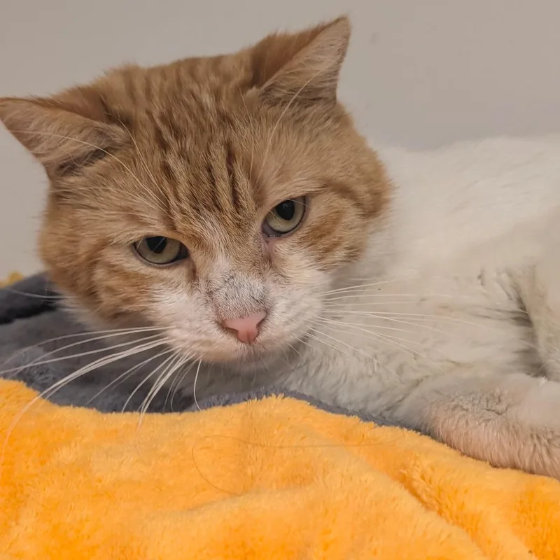 An adult medium-sized male Orange / Red Domestic Short Hair cat named Andy Costa Mesa for adoption in Chino Hills, CA