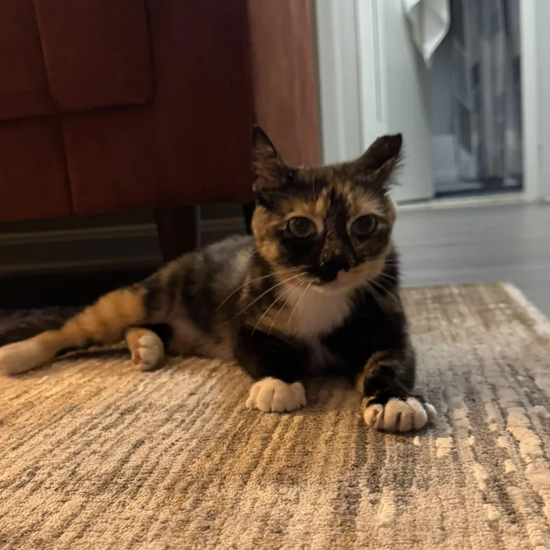 An adult medium-sized female Torbie Domestic Medium Hair cat named Benny for adoption in Fort Belvoir, VA