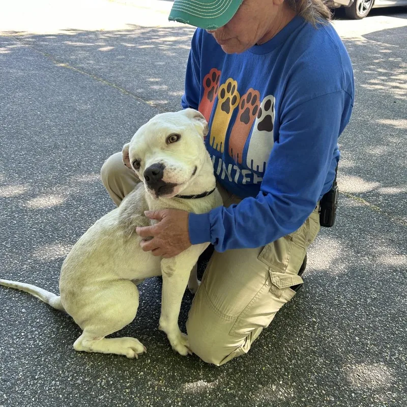 An adult medium-sized male White / Cream Mixed Breed dog named Kevin for adoption in Columbus, GA