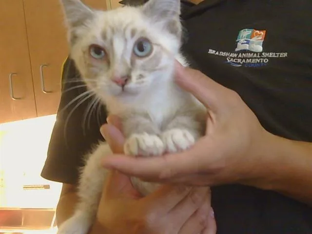 A baby small-sized male Domestic Short Hair cat named Perrier for adoption in Sacramento, CA