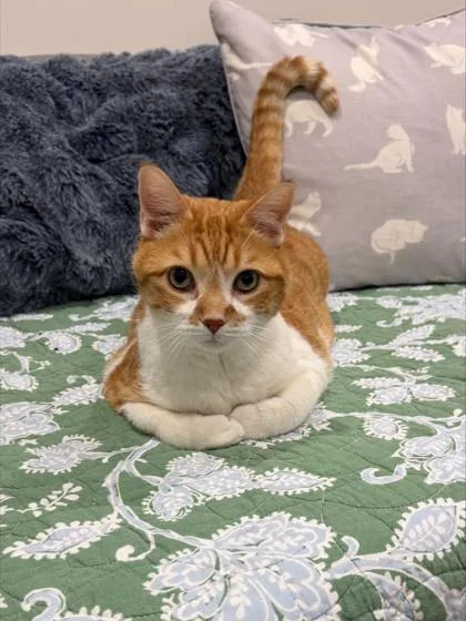 An adult small-sized male Domestic Short Hair cat named Wally for adoption in West Chester, PA