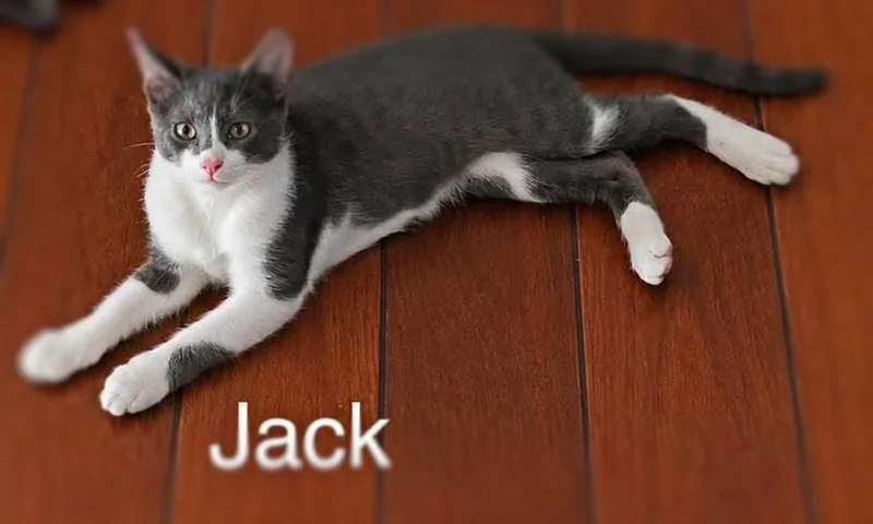 A baby medium-sized male Gray / Blue / Silver Domestic Short Hair cat named Jack for adoption in Ocean Springs, MS