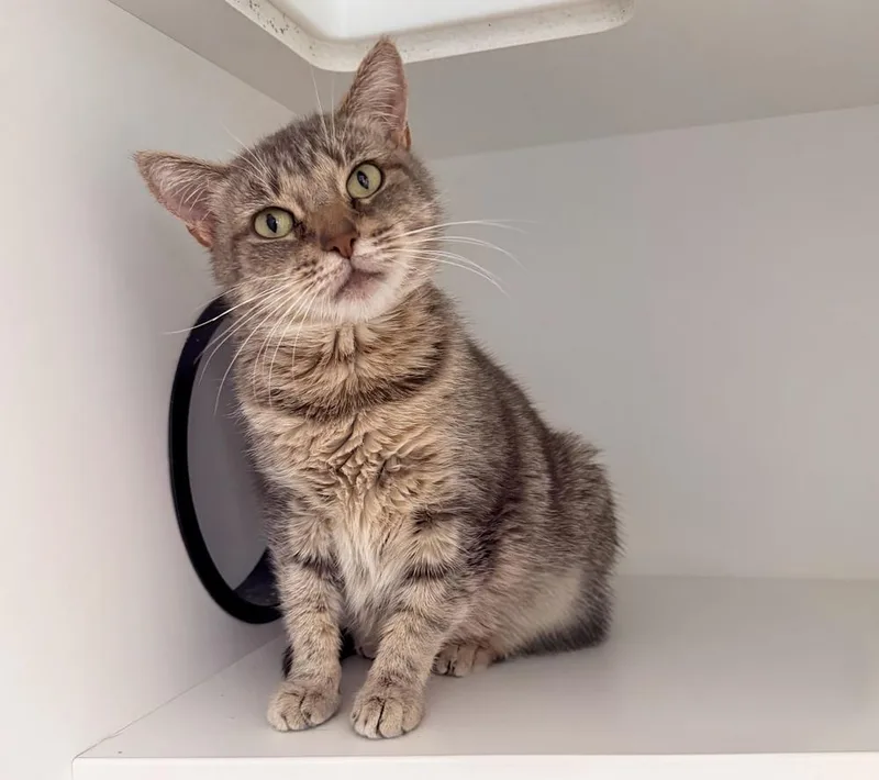 An adult medium-sized female Domestic Short Hair cat named Freya Jean for adoption in Milltown, NJ