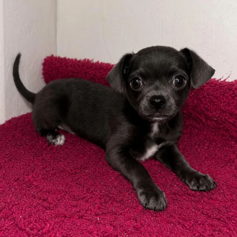 Bluey