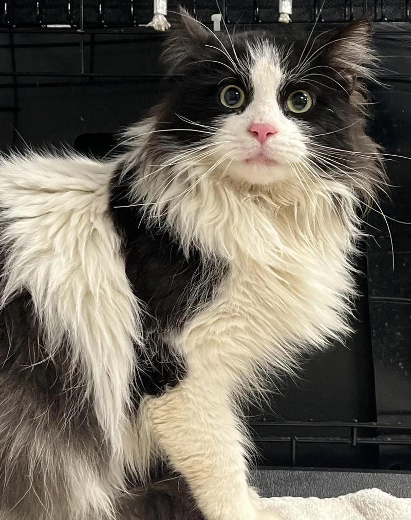 Checkers thumbnail 6